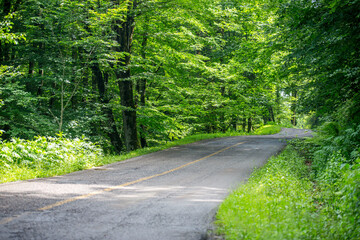 road in the forest