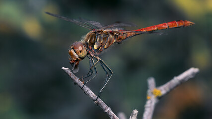 Dragonfly at a meal