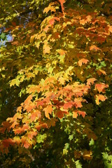 autumn leaves in the forest