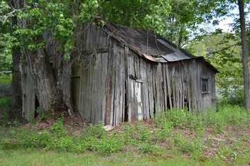Old Shed in Summer