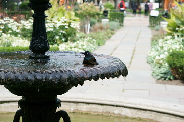 bird in fountain in the park