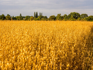 Ready to be harvested farmers Oat crop in field in golden lights oif sunset, Pickmere, Knutsford,...