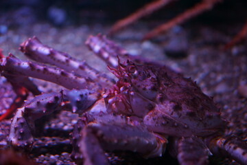 close up of crab