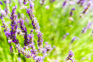 Close up of a lavender flower in a flowery field - copy space on the right.