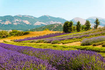 Lavender crops in southern Italy (Calabria) - Hilly landscape with lavender.