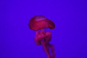 Jellyfish