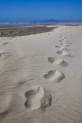 Fototapeta na wymiar Footprints in the sand at a beach in Newport, Oregon 