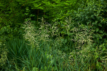 Bromus inermis in bloom