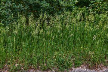 Bromus inermis in bloom