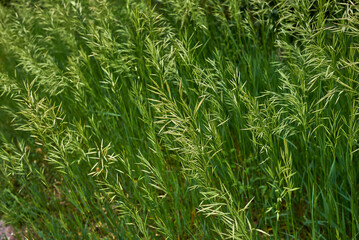 Bromus inermis in bloom