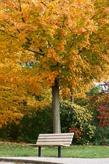 Naklejka premium bench in autumn park
