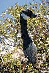 country goose on the grass