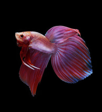 A betta fish is a small, freshwater fish that is brightly colored,
has long fins and is sometimes called a Siamese fighting fish.
This is one of kind betta fish called Veil tail betta Fish