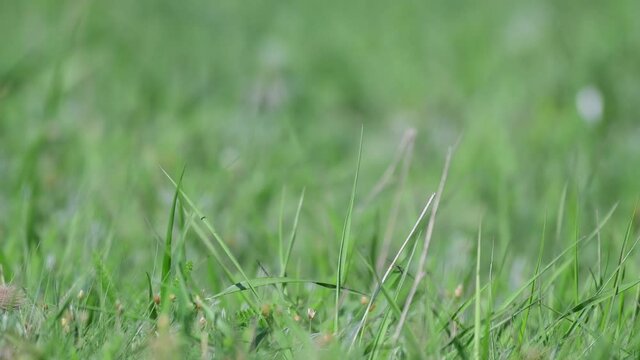 Ground squirrel Spermophilus pygmaeus standing in the grass. Close up.