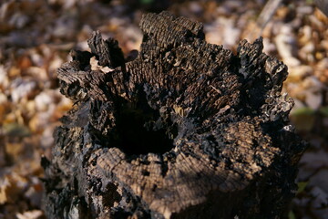 tree stump