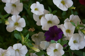 white and purple flowers