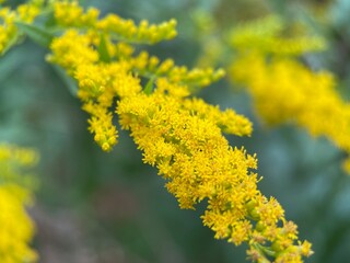 yellow flowers goldenrod