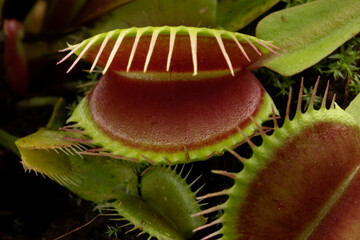 Venus flytrap, Dionaea muscipula, subtropical carnivorous plant - obrazy, fototapety, plakaty
