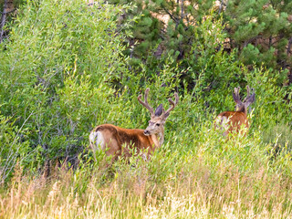 Large male mule deer buck with head turned showing off his large rack. Side view