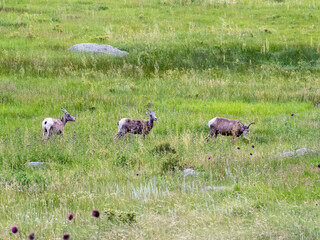 A heard of big horn sheep hang out in a grassy meadow at the foothills of the Rocky Mountains.