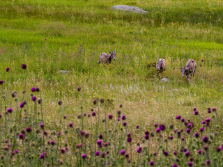 A heard of big horn sheep hang out in a flowery meadow at the foothills of the Rocky Mountains.