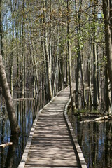 Fototapeta premium path in the woods