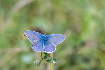 Fototapeta premium Argus blue butterfly in the meadow focus on foreground blur background