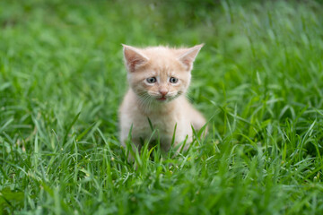 Naklejka na ściany i meble A red-haired little kitten stands on the green grass and looks directly into the camera