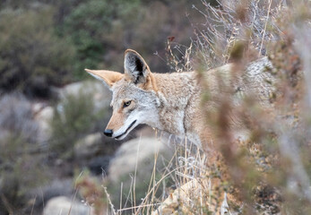 Naklejka na ściany i meble Coyote looking for breakfast at Santa Susana Pass State Historic Park near Los Angeles and Simi Valley in Southern California. 