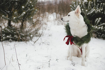 Merry Christmas! Cute dog in Christmas wreath sitting in snow winter park. Portrait of adorable white dog in stylish christmas wreath with red bow at snowy pine tree. Winter Holidays in countryside