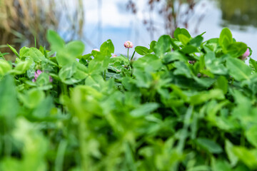 Single pink and white clover flower among the greenery near the pond
