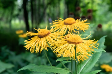 Three yellow buds of Timber High among the green thickets of trees and bushes