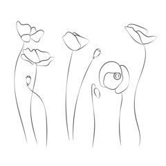 Set poppy flower, line drawing. Wildflowers, outline floral design elements isolated on white background,