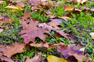 Autumn colored leaves wallpaper above the grass