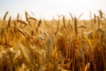 Golden field of ripe wheat ears. Growth nature harvest. Agriculture farm.