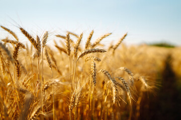 Golden field of ripe wheat ears. Growth nature harvest. Agriculture farm.