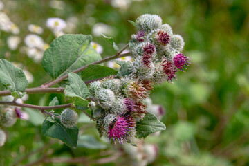 Purple burdock flower on grass background