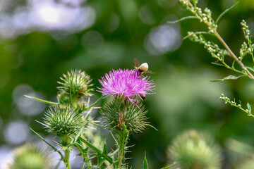 Purple burdock flower on grass background