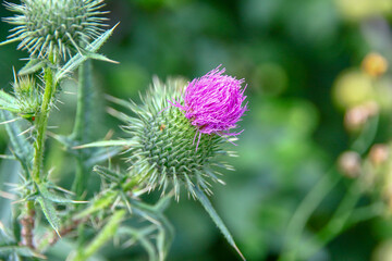 Purple burdock flower on grass background