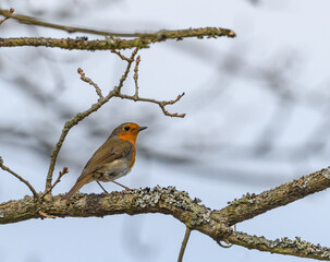 European robin (Erithacus rubecula) bird on branch