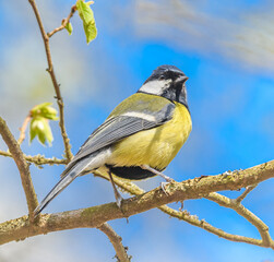 great tit (Parus major) bird on branch