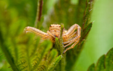 common crab spider (Xysticus cristatus) on nettle