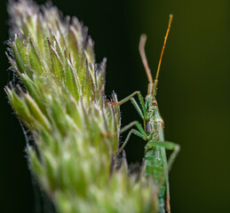 green grass bug (Stenodema laevigatum) on grass inflorescence