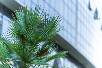 Palm branches on the background of the facade of the building