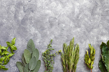 Fresh italian herbs on dark background. Variety of herbs, basil, rosemary, myrtle, laurel