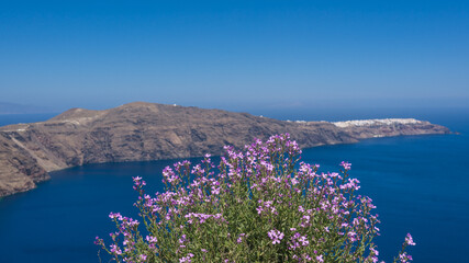 Close-up of blooming purple Matthiola. Santorini island with white architecture and blue sea on background.