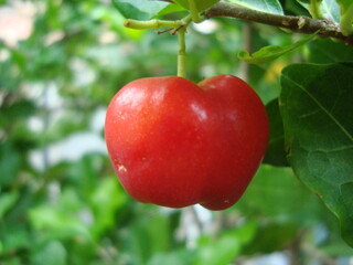 Obraz premium Acerola