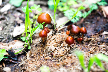 Mushrooms in the forest, mountain, hongos en el bosque, montaña