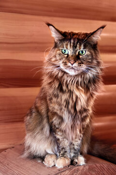 Beautiful portrait aine Coon cat close-up. Charming pet is sitting on the background of a wooden wall.