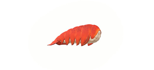 3d illustration of lobster tail isolated on white background - sea animal